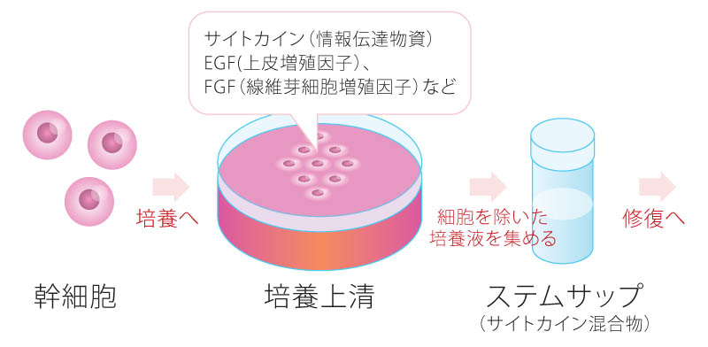 幹細胞培養上清液（ステムサップ）とは